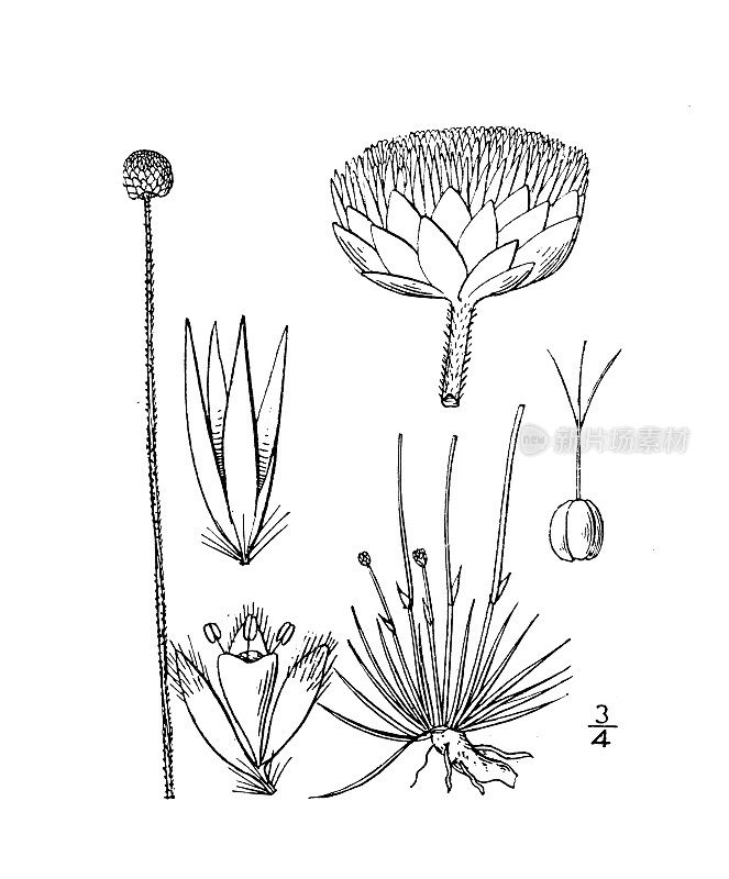 古植物学植物插图:Dupatya flavidula, Dupatya